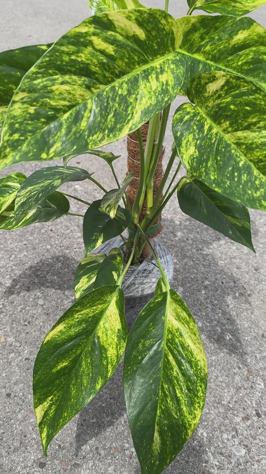 Epipremnum pinnatum ‘Yellow Flame’ 6"
