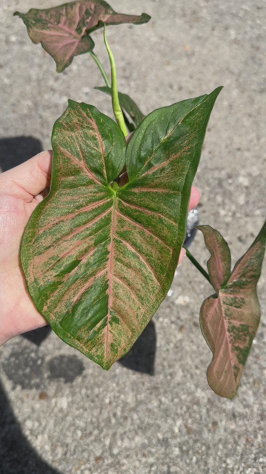 Syngonium podophyllum ‘Pink Flecked’ 4"
