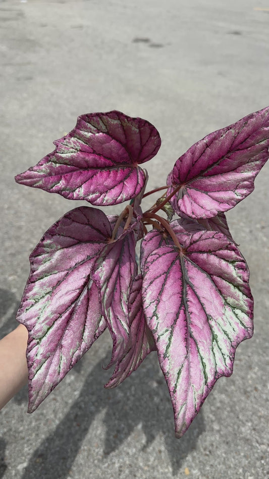 Begonia Rex ‘Hugh McLauchlan’ 3"