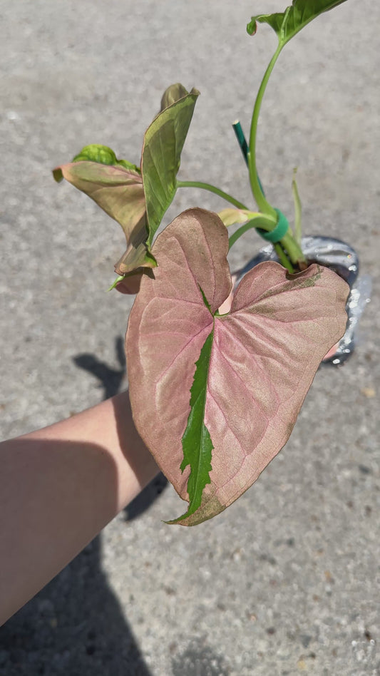 Syngonium 'Pink Lava / Pink Beauty’ 3"