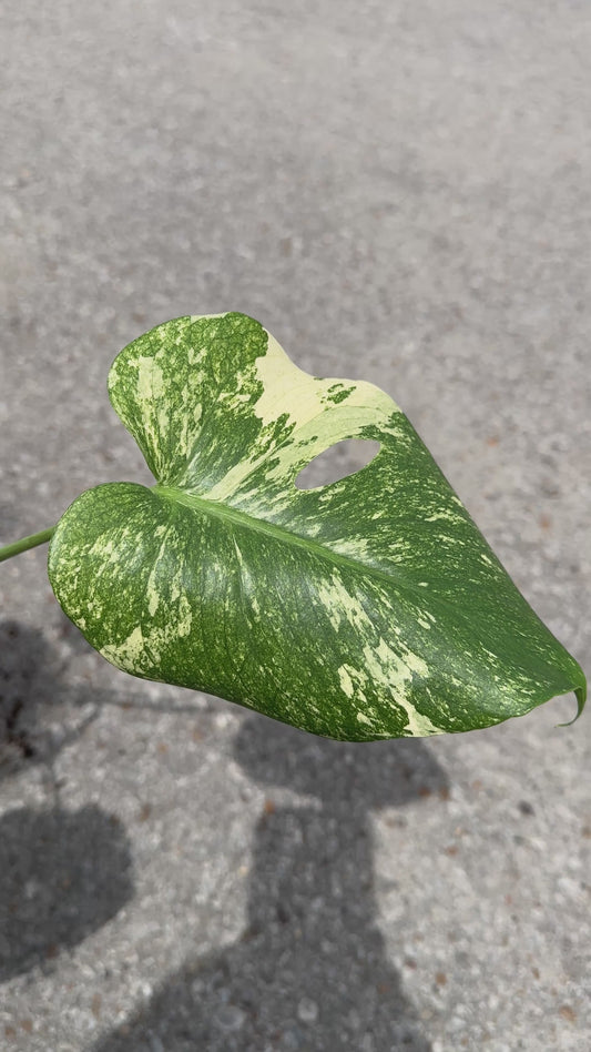 Monstera 'White Monster’ 4"