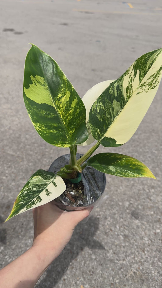 Philodendron Imperial Green variegated 4”