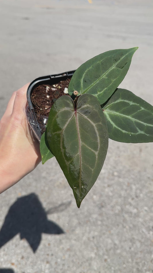 Anthurium ‘Angela’ x ‘Black Widow’ 4"