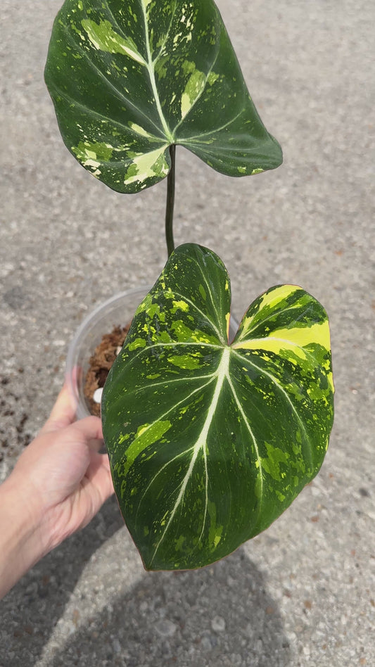 Philodendron Gloriosum Variegated 6"