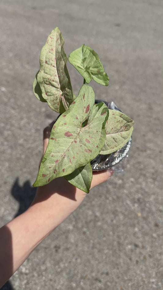 Syngonium podophyllum ‘Confetti’ 4"